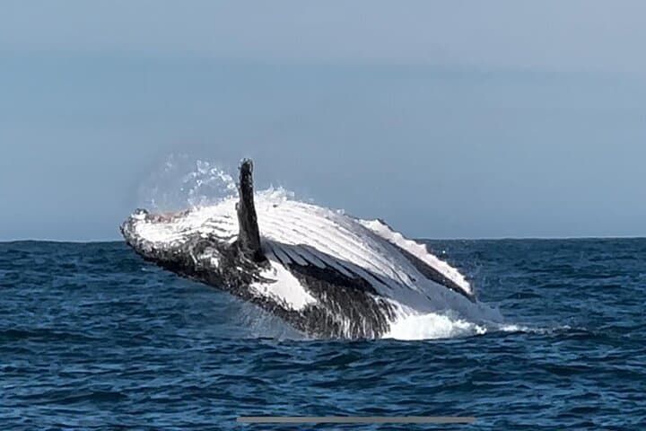 Hermanus Whale Watching & Betty's Bay Penguin Tour — Day Trip from Cape Town photo 3