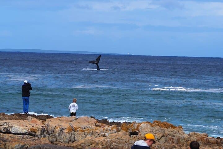 Hermanus Whale Watching & Betty's Bay Penguin Tour — Day Trip from Cape Town photo 2