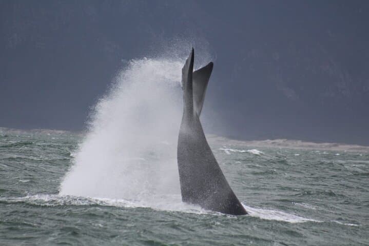 Hermanus Whale Watching & Betty's Bay Penguin Tour — Day Trip from Cape Town photo 4