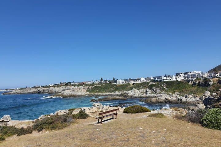 Hermanus Whale Watching & Betty's Bay Penguin Tour — Day Trip from Cape Town photo 6