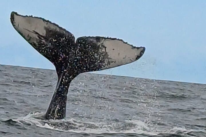 Hermanus Whale Watching & Betty's Bay Penguin Tour — Day Trip from Cape Town