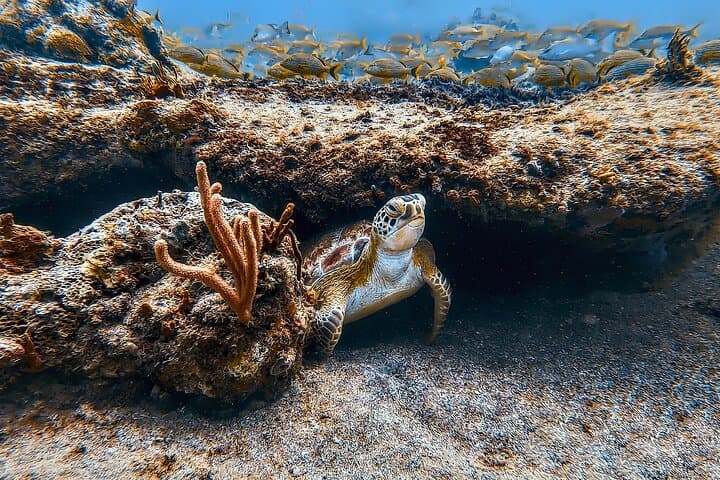 Family Snorkeling Tour in Puerto Rico — Swim with Sea Turtles