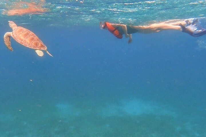 Family Snorkeling Tour in Puerto Rico — Swim with Sea Turtles photo 3