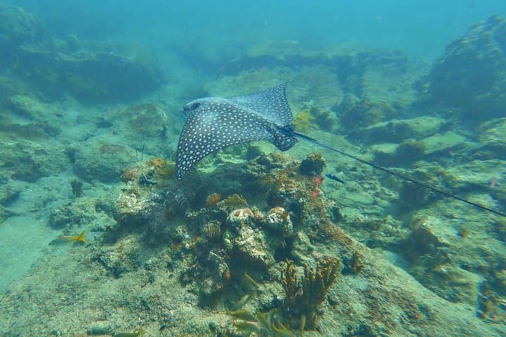 Family Snorkeling Tour in Puerto Rico — Swim with Sea Turtles photo 4