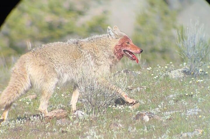 2-Day Yellowstone Safari from Bozeman — Upper & Lower Loop Wildlife, Geysers & Hot Springs photo 3