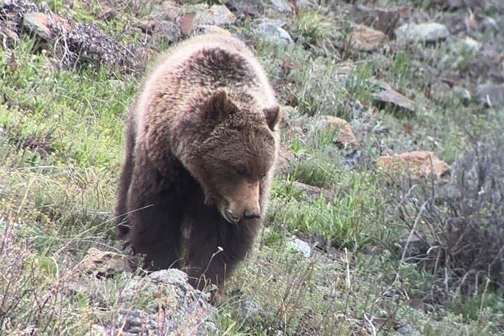 2-Day Yellowstone Safari from Bozeman — Upper & Lower Loop Wildlife, Geysers & Hot Springs