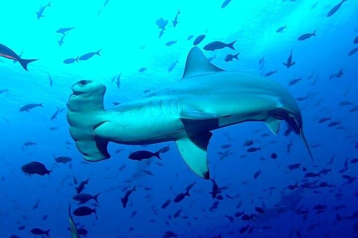 8-Day Galapagos Island Hopping for Divers — Diving, Snorkeling & Wildlife photo 4
