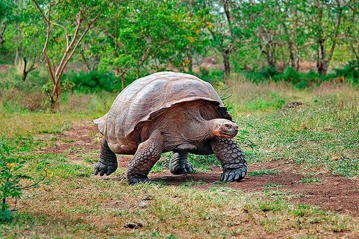 Galapagos Island Hopping & Diving: 6-Day Land-Based Snorkel and Dive Adventure photo 4