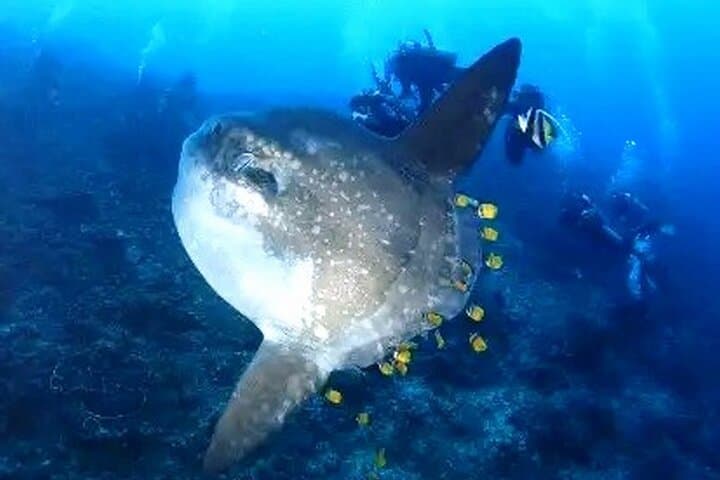 Galapagos Island Hopping & Diving: 6-Day Land-Based Snorkel and Dive Adventure
