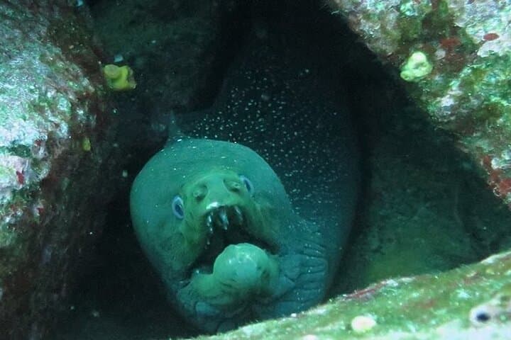 Galapagos Island Hopping & Diving: 6-Day Land-Based Snorkel and Dive Adventure photo 2