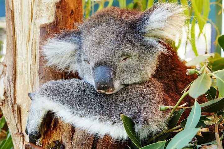 Pinnacles Day Tour from Perth — Yanchep, Nambung Pinnacles & Lancelin Dunes photo 3