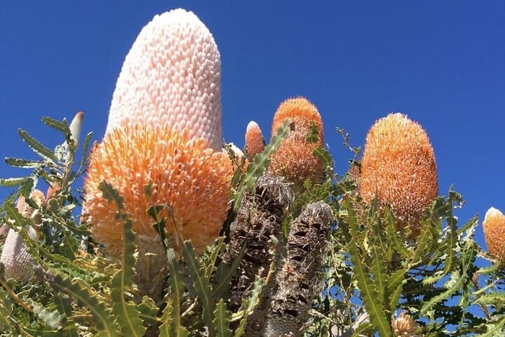 Pinnacles Desert to Swan Valley Day Tour from Perth photo 6