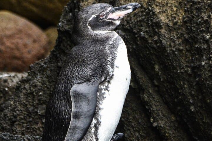 Galapagos Island Hopping & Diving: 6-Day Land-Based Snorkel and Dive Adventure photo 3