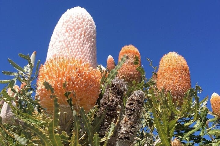 Pinnacles Express: Half-Day Tour from Perth to Nambung National Park photo 5