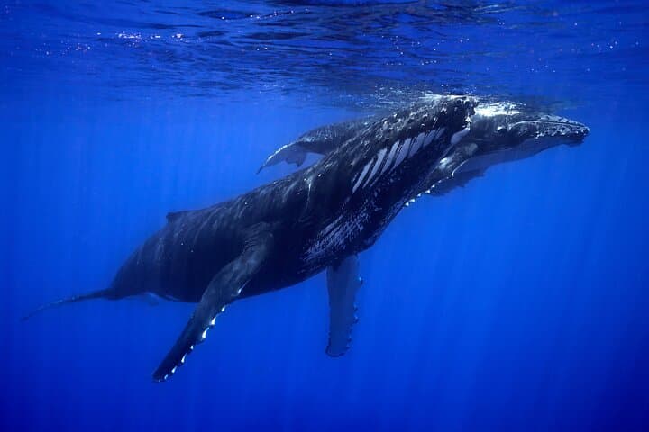 Moorea Whale Swim: Small-Group Humpback Watching & Snorkel Tour photo 4