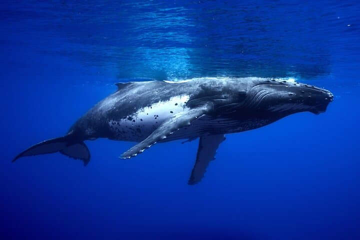 Moorea Whale Swim: Small-Group Humpback Watching & Snorkel Tour photo 5