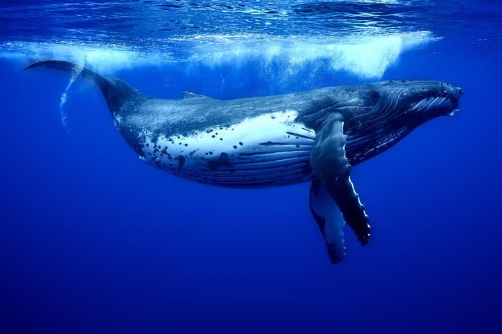 Moorea Whale Swim: Small-Group Humpback Watching & Snorkel Tour photo 6