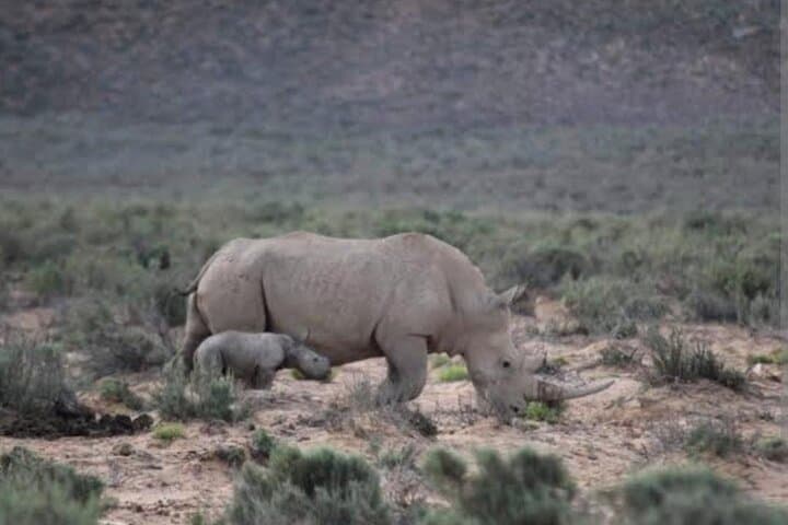 Aquila Private Game Reserve: Big Five Safari with Private Transfer from Cape Town photo 6
