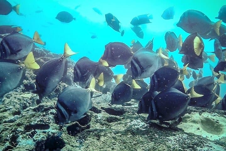 8-Day Galapagos Island Hopping for Divers — Diving, Snorkeling & Wildlife photo 2