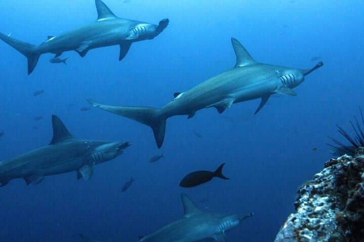 8-Day Galapagos Island Hopping for Divers — Diving, Snorkeling & Wildlife