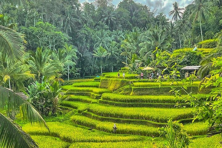 Ubud Jungle Swing, Monkey Forest, Tegalalang Rice Terraces & Tirta Empul Temple Tour photo 6