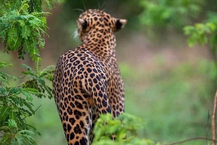 Arugam Bay to Mirissa: Yala National Park Safari & Shuttle Adventure photo 4