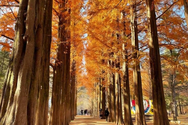 Seoul to Nami Island, Petite France & Garden of Morning Calm — Private 9-Hour Day Tour photo 5