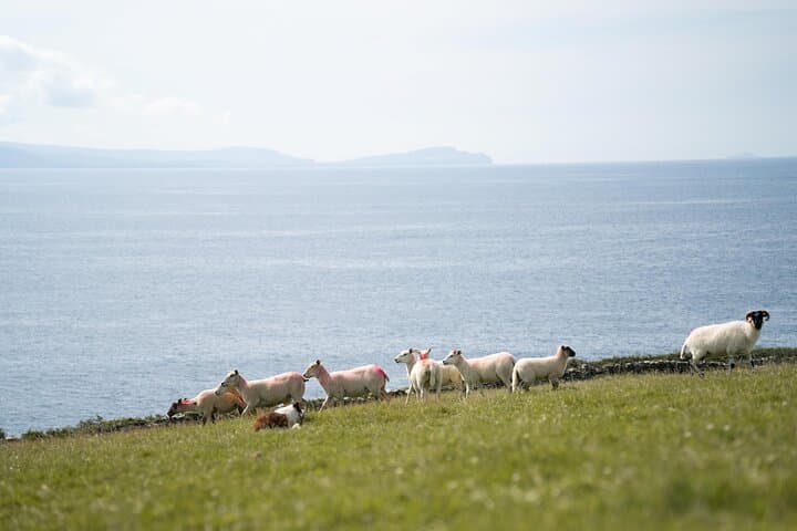 Sheepdog Demonstrations and Beehive Huts on Slea Head