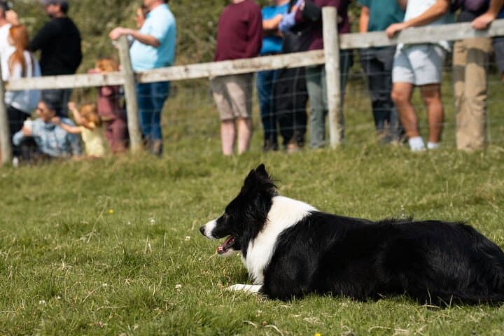 Sheepdog Demonstrations and Beehive Huts on Slea Head photo 2