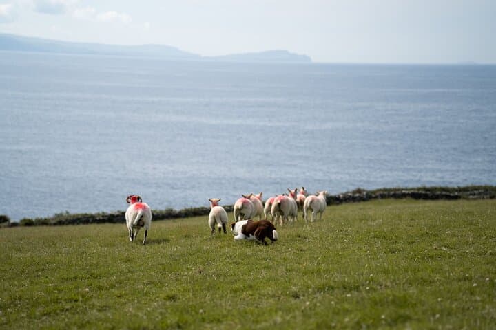 Sheepdog Demonstrations and Beehive Huts on Slea Head photo 4