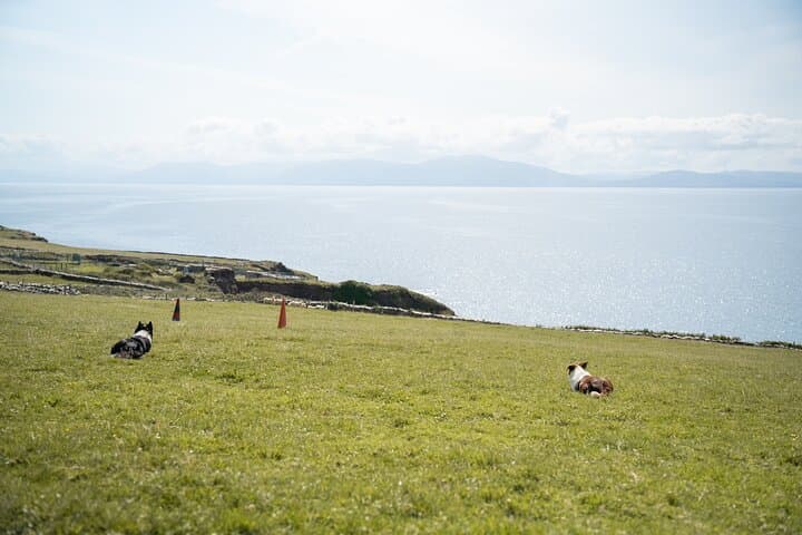 Sheepdog Demonstrations and Beehive Huts on Slea Head photo 5