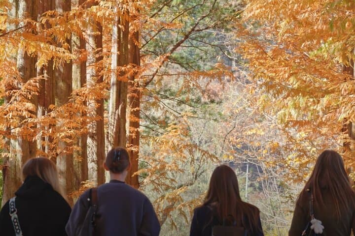 Nami Island, Petite France & Gyeonggang Railbike: Full-Day Private Tour from Seoul photo 4