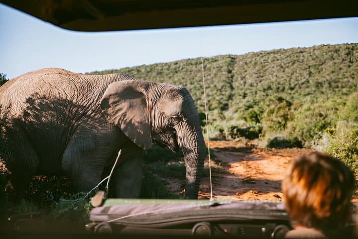 Full-Day Pilanesberg Safari: Guided Game Drives and Lunch at the Waterhole photo 1