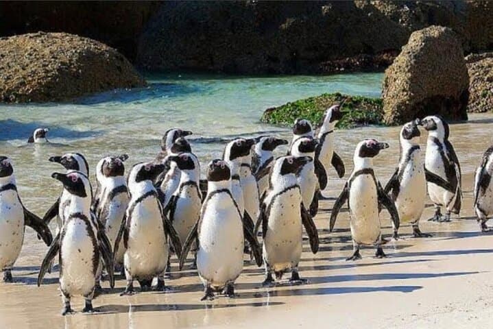 Cape of Good Hope & Boulders Beach Penguins: Full-Day Private Tour from Cape Town photo 1