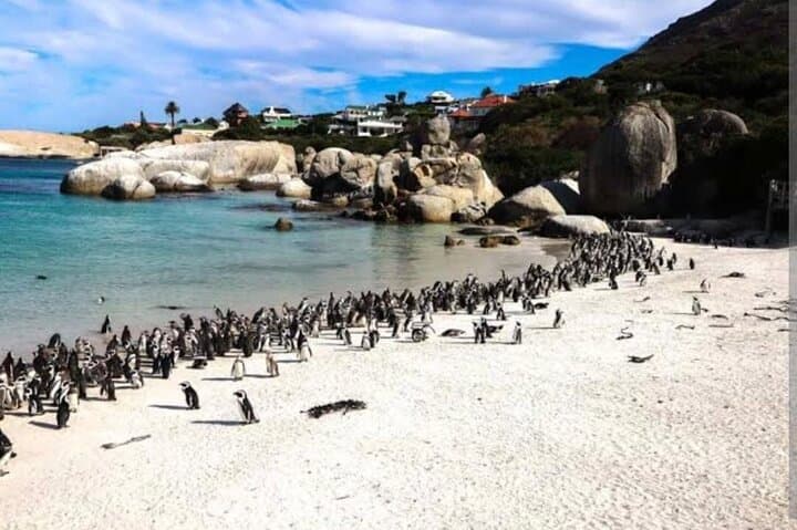 Cape of Good Hope & Boulders Beach Penguins: Full-Day Private Tour from Cape Town photo 4