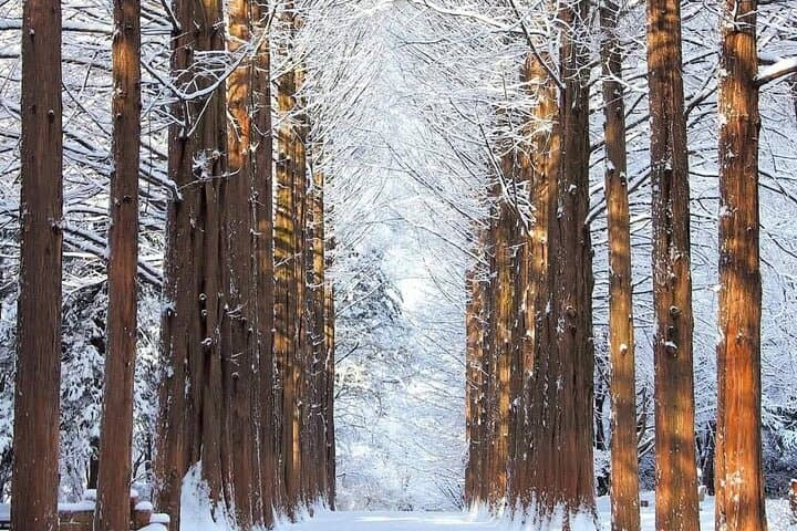 Nami Island & Elysian Ski Resort: Private Day Tour from Seoul