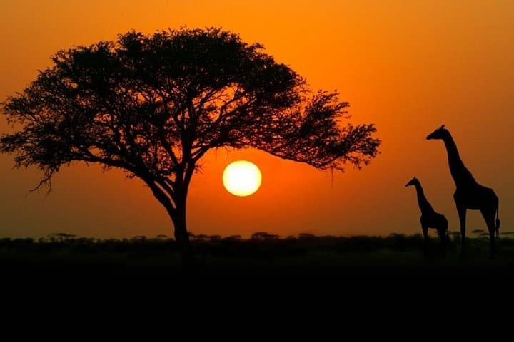 Budget 4-Day Safari: Tarangire, Serengeti & Ngorongoro Itinerary photo 1