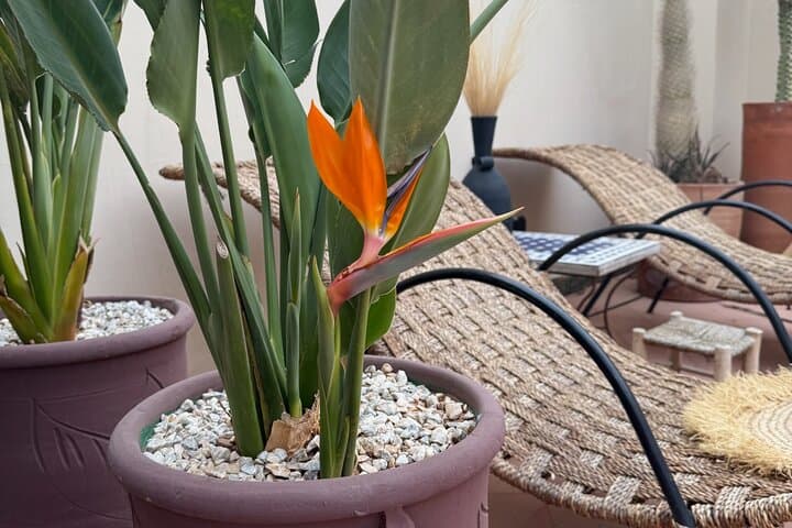 Morning Yoga in a Marrakech Riad: 60-Minute Vinyasa, Yin & Hatha Session photo 2