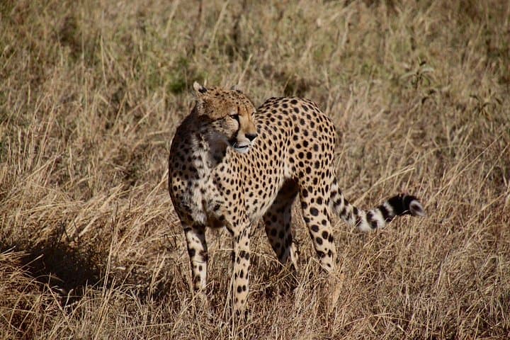 Budget 4-Day Safari: Tarangire, Serengeti & Ngorongoro Itinerary photo 4