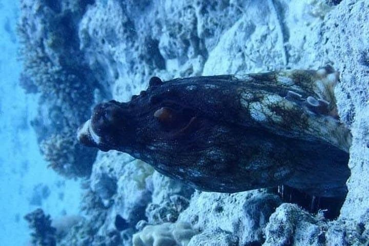 Hurghada Speed-Boat Scuba: 1-Hour Red Sea Dive with Hotel Pickup photo 5