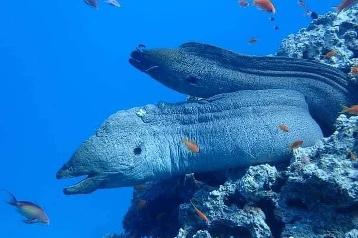 Hurghada Speed-Boat Scuba: 1-Hour Red Sea Dive with Hotel Pickup photo 6