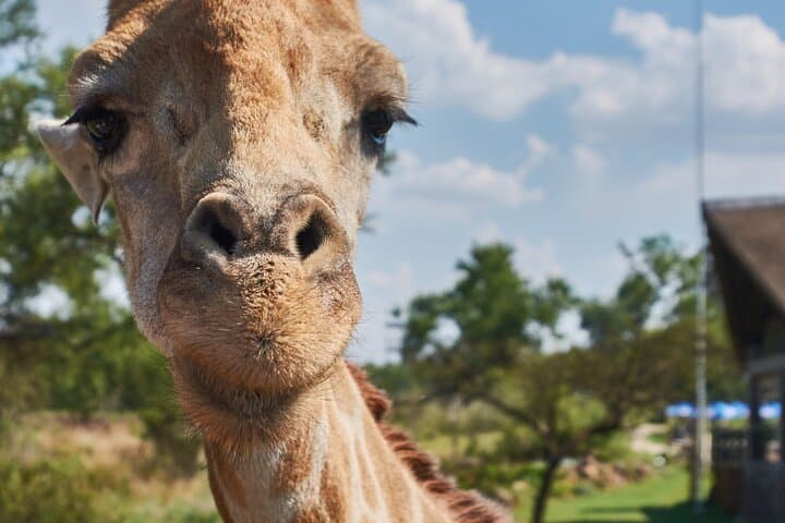 Half-Day Lion Park Safari Near Johannesburg — Guided Wildlife Drive & Photo Opportunities photo 4