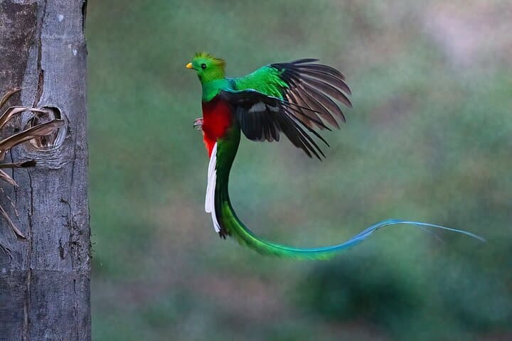 Monteverde Cloud Forest Guided Tour: Explore Costa Rica's Mist-Shrouded Ecosystem photo 4