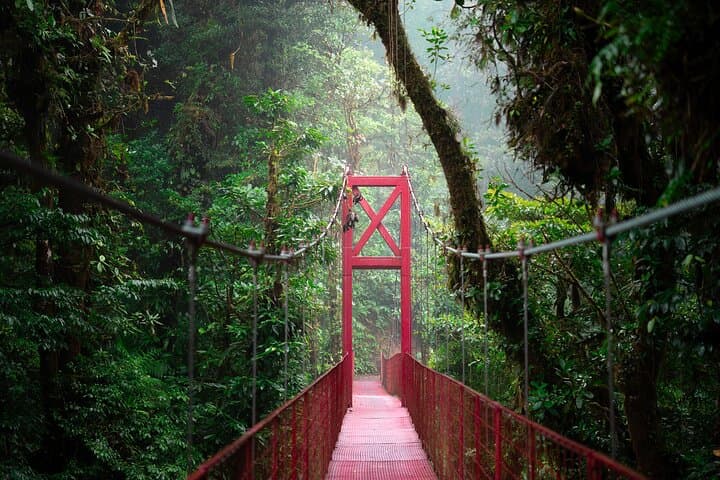 Monteverde Cloud Forest Guided Tour: Explore Costa Rica's Mist-Shrouded Ecosystem photo 6