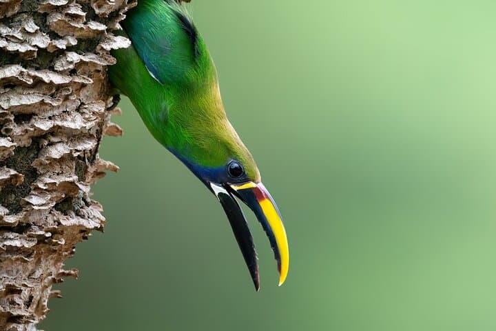 Monteverde Cloud Forest Guided Tour: Explore Costa Rica's Mist-Shrouded Ecosystem