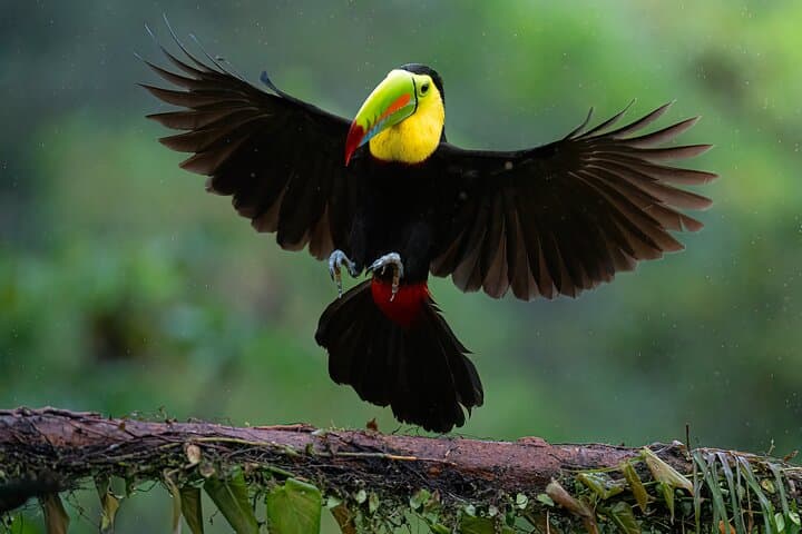 5-Hour Monteverde Cloud Forest Birdwatching & Photography Tour photo 4