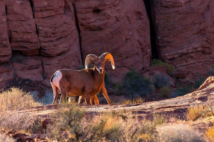 Grand Canyon West, Hoover Dam & Seven Magic Mountains Day Tour from Las Vegas photo 6