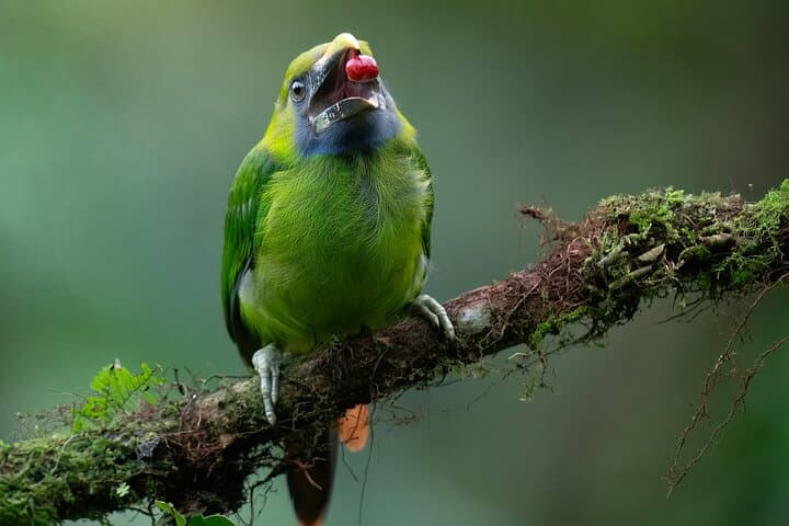 5-Hour Monteverde Cloud Forest Birdwatching & Photography Tour photo 6