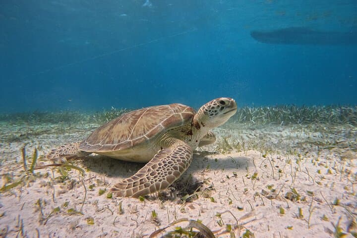 Off-the-Beaten-Path Snorkel: Stingray City & Tres Cocos Reef Near San Pedro