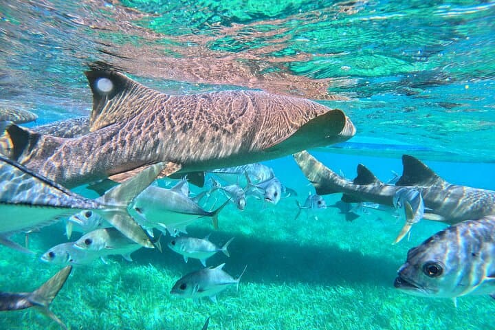 Off-the-Beaten-Path Snorkel: Stingray City & Tres Cocos Reef Near San Pedro photo 2